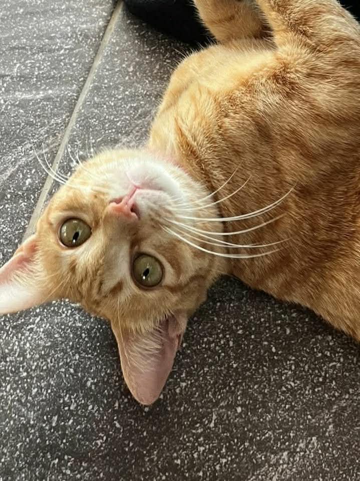 ***มะลิบ้านรักแมวจร41ชีวิต+สุนัข2🏠__🐇🐈‍⬛🐕🍃 tweet media