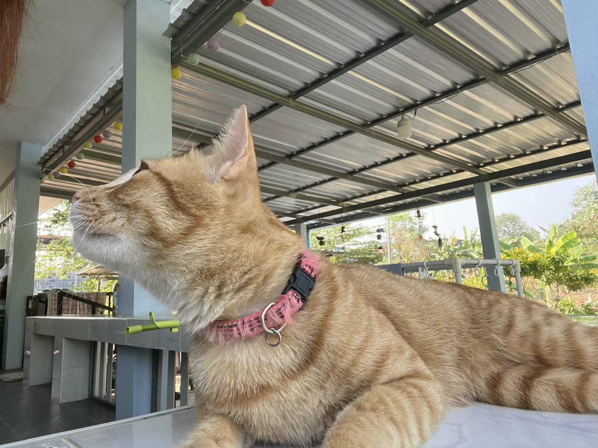 ***มะลิบ้านรักแมวจร41ชีวิต+สุนัข2🏠__🐇🐈‍⬛🐕🍃 tweet media