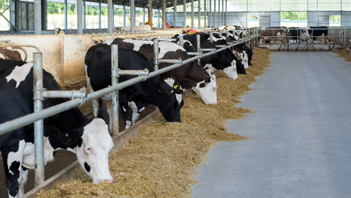 The Babylon Bee tweet media