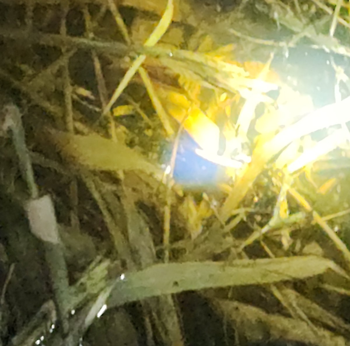 ユメイロキリン tweet media