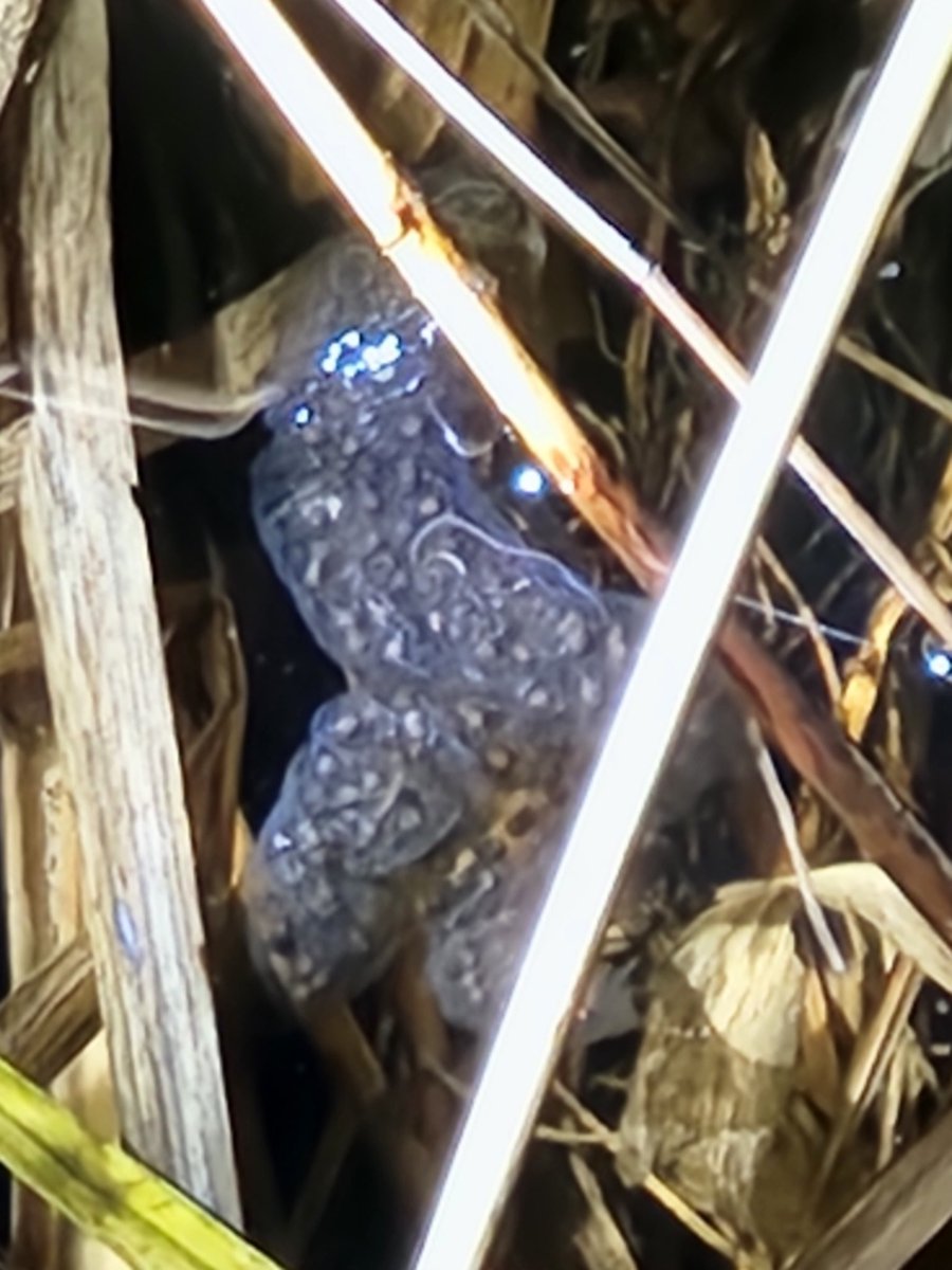 ユメイロキリン tweet media