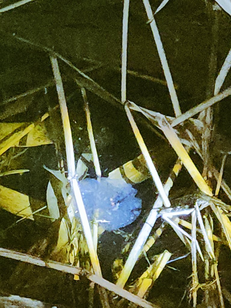 ユメイロキリン tweet media