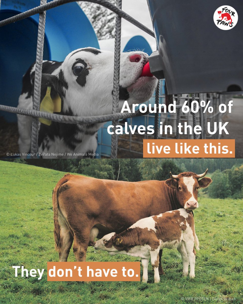 FOUR PAWS UK tweet media