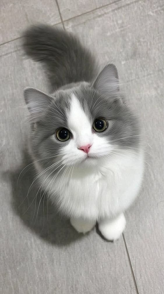 cutest cats tweet media