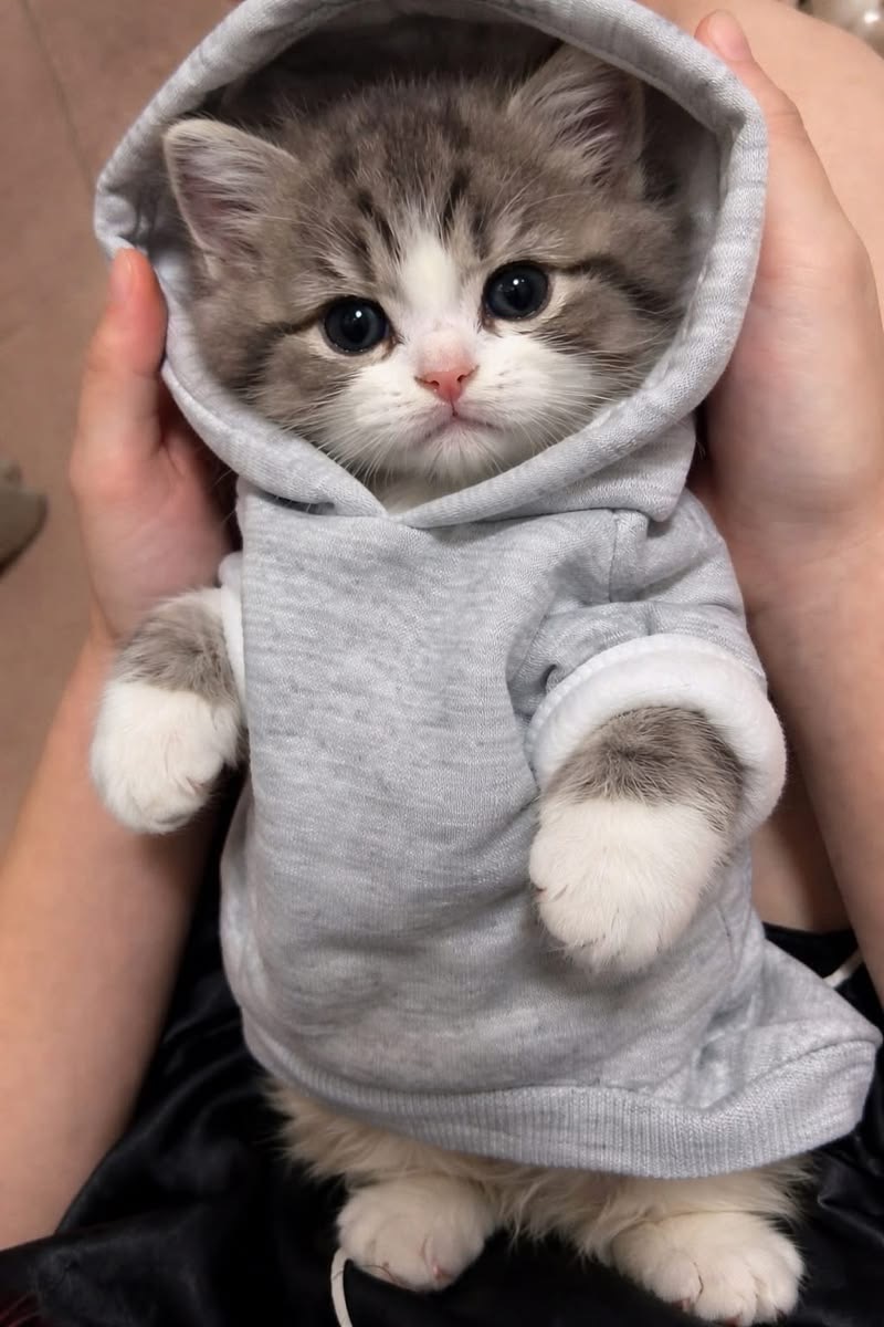 cutest cats tweet media