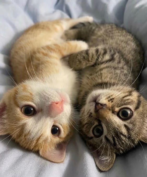 cutest cats tweet media