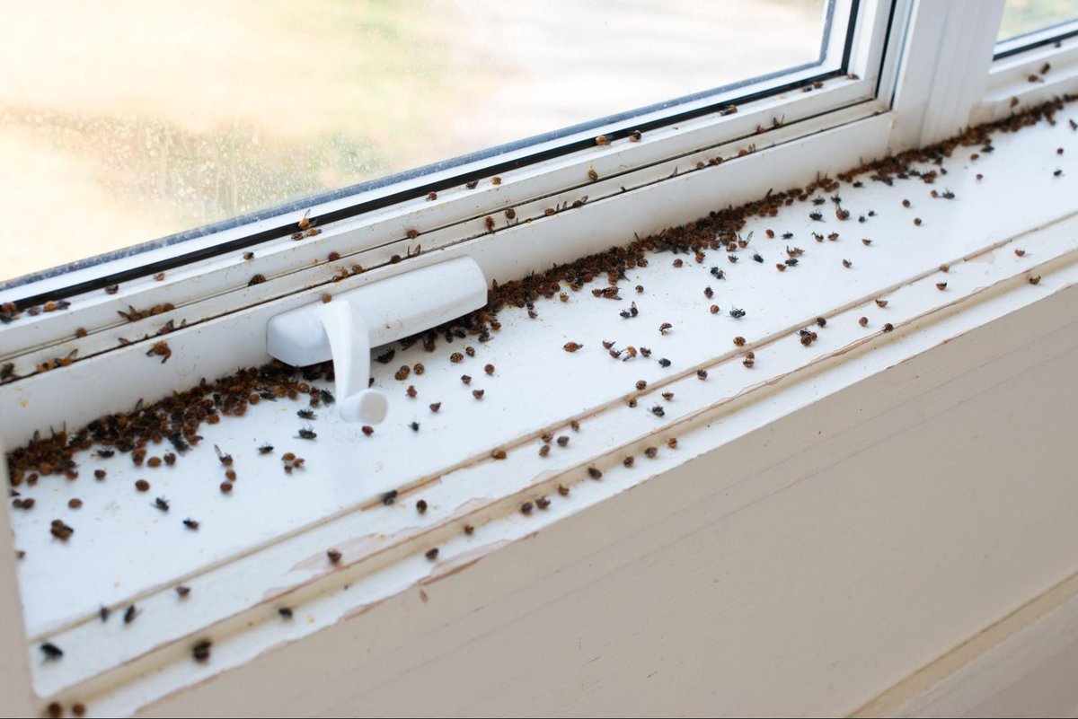 1ManAndALadybug's tweet image. Spring is the decision window for pest prevention.

✔ Seal gaps.
✔ Control moisture.
✔ Schedule inspections.

What is your first step each season?

Full article here buff.ly/qYZKDfz 

#HomeMaintenance #PestPrevention