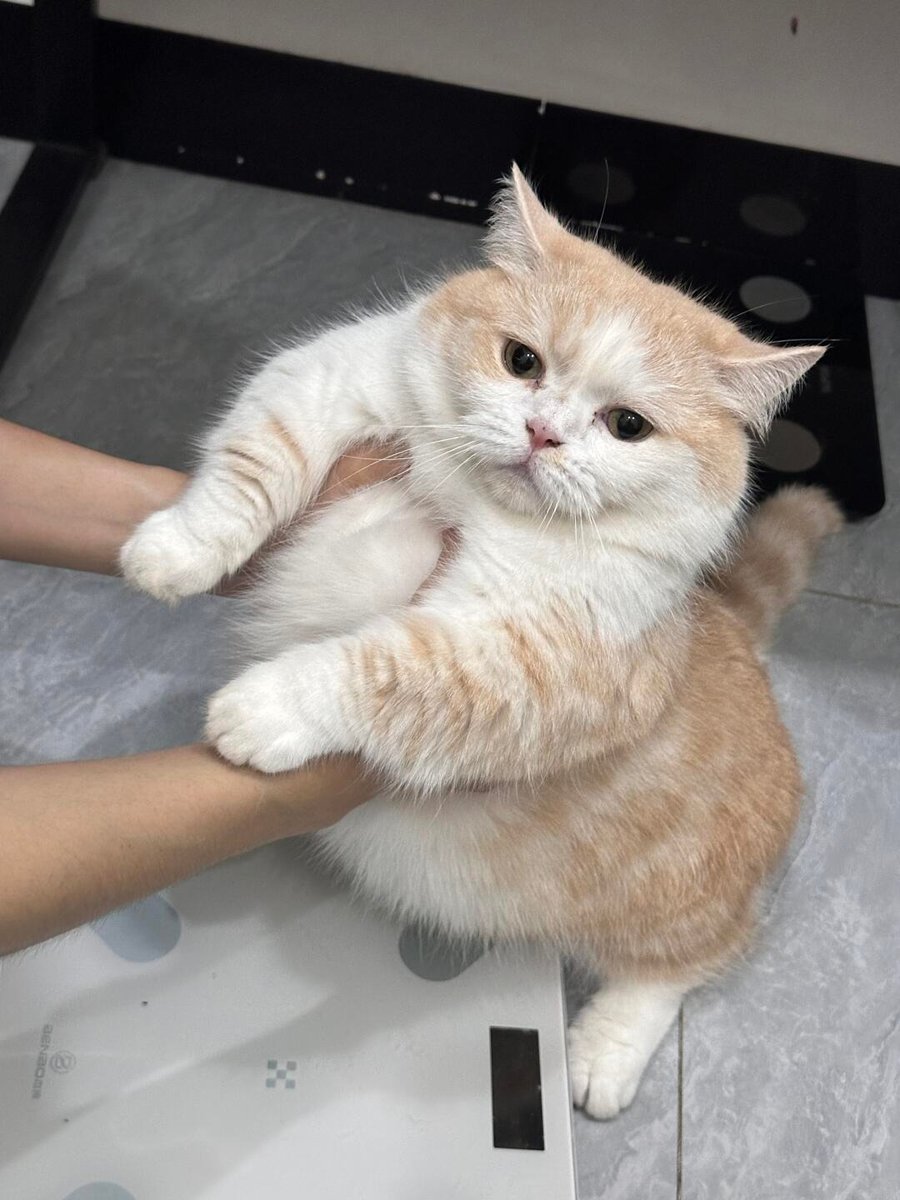 cutestscats's tweet photo. Scale drama queen 👑 https://t.co/hn69pD6lGq