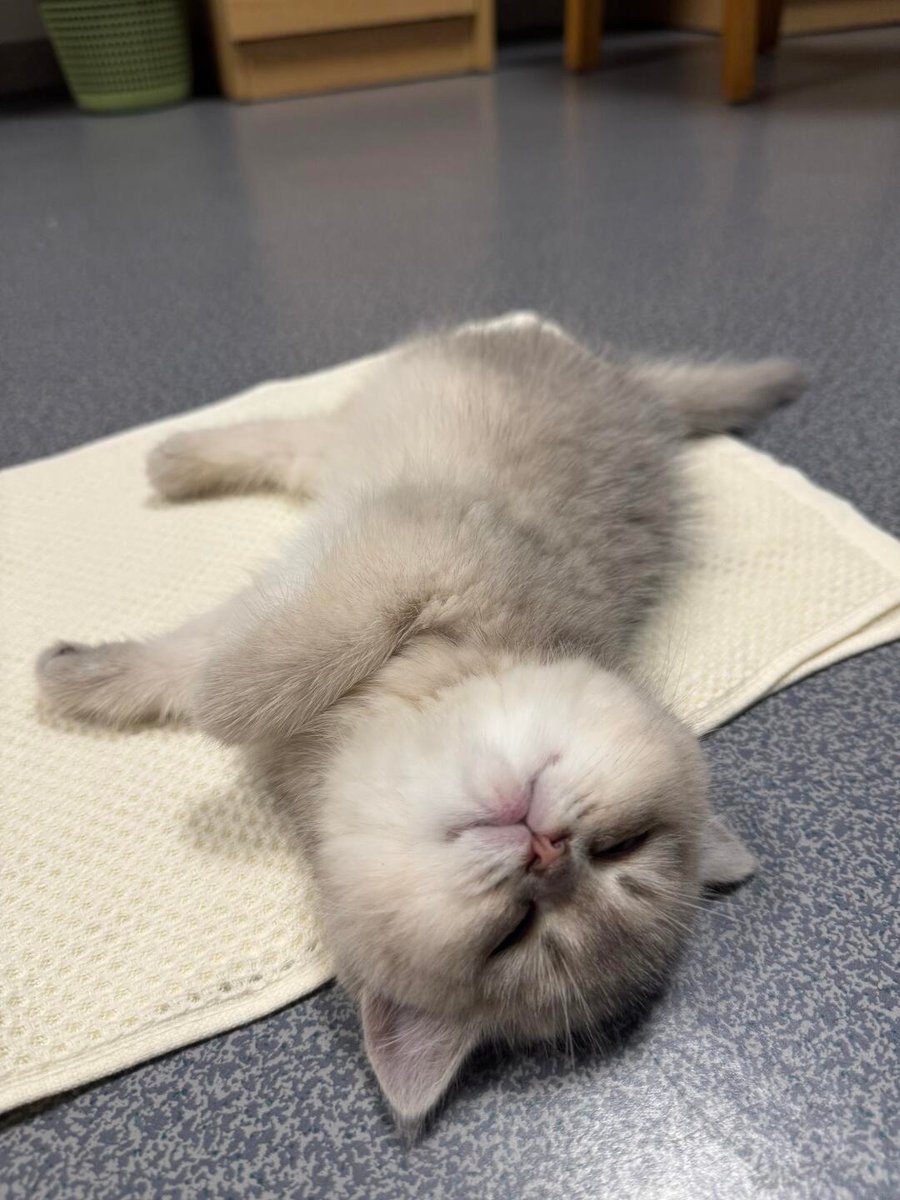 cutest cats tweet media