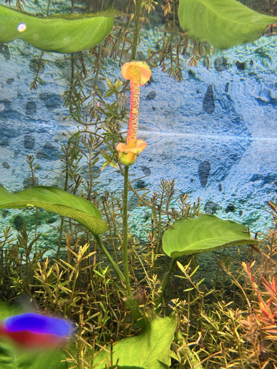 ARMSsilverworks's tweet image. 今年もアルビナスの花が咲きました🥰
#ARMS
#アクアリューム
armssilver.com