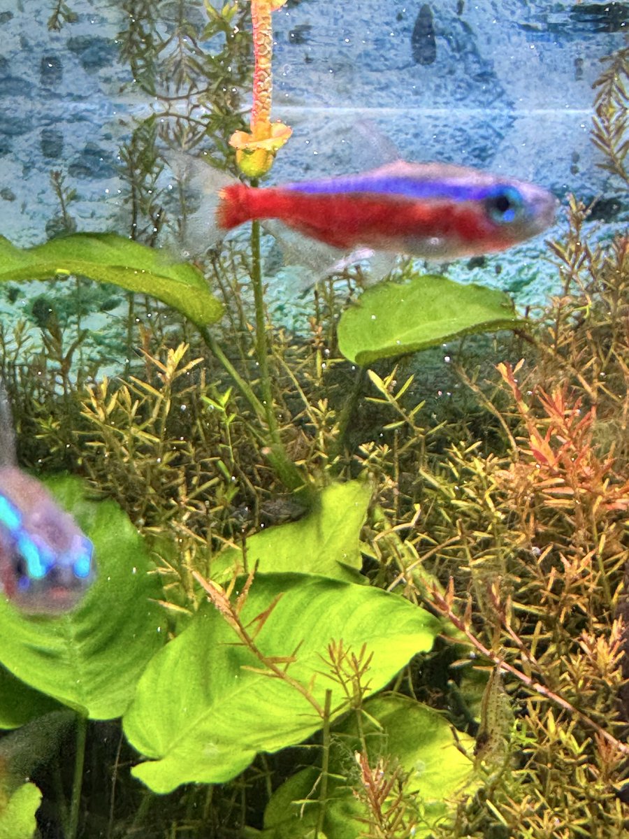 ARMSsilverworks's tweet image. 今年もアルビナスの花が咲きました🥰
#ARMS
#アクアリューム
armssilver.com