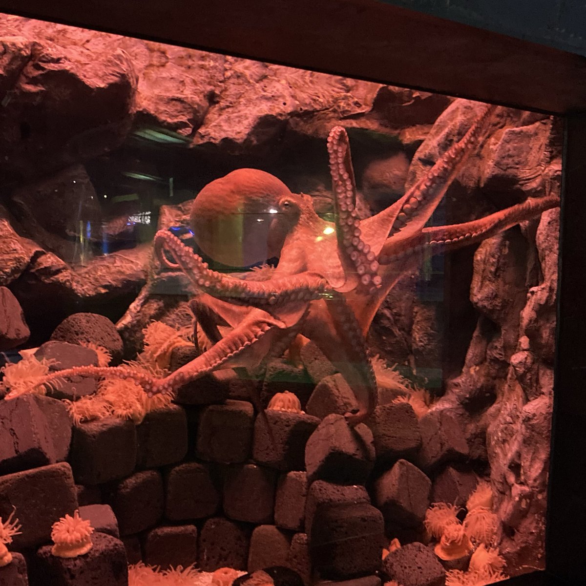 김서리 tweet media