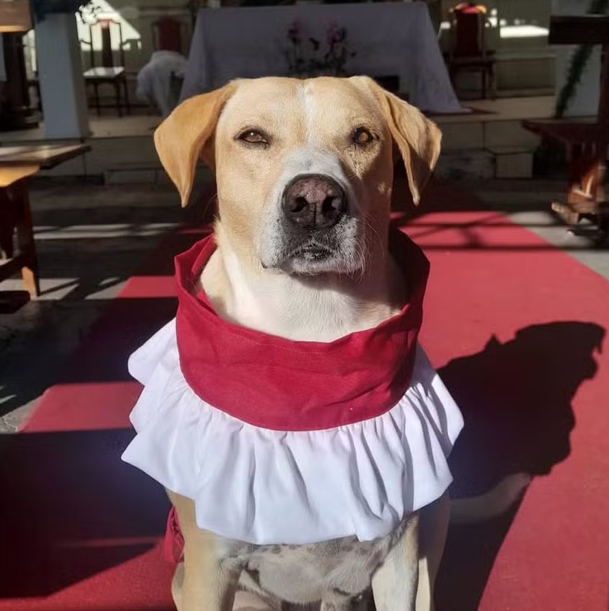 QG do POP tweet media