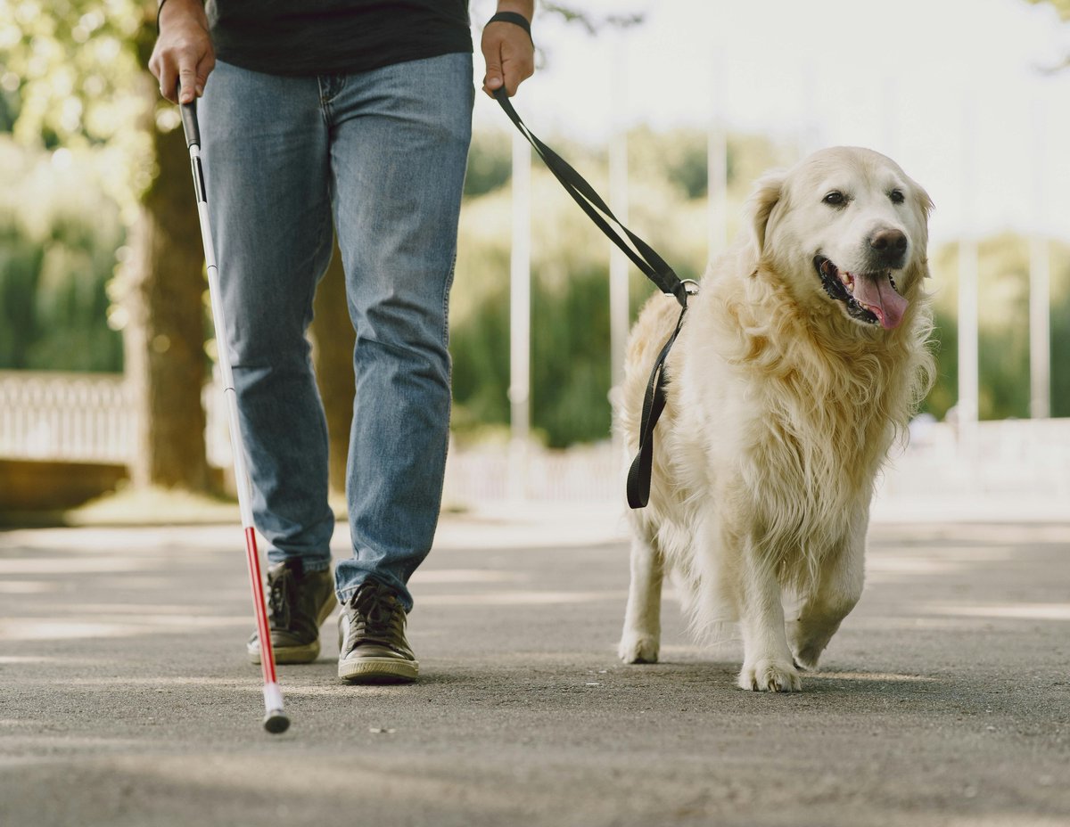 HeatherP489199's tweet image. April advancements in guide dog training: Outdoor navigation with distractions. German Shepherds excel at this!  
   #GuideDogTraining #GermanShepherds #DogTrainingTips #Pets