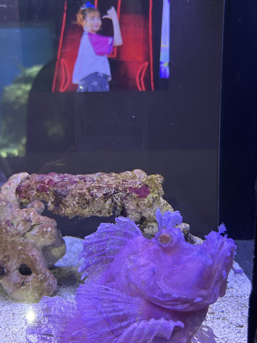 aaaa__hhh_rrin's tweet photo. 自分の誕生日にあーりん水族館行ってきた🩷
イルカショー楽しすぎるライブすぎるので行って欲しいみんなには、めっちゃコールしました🩷🩷 https://t.co/396RPiLCqG