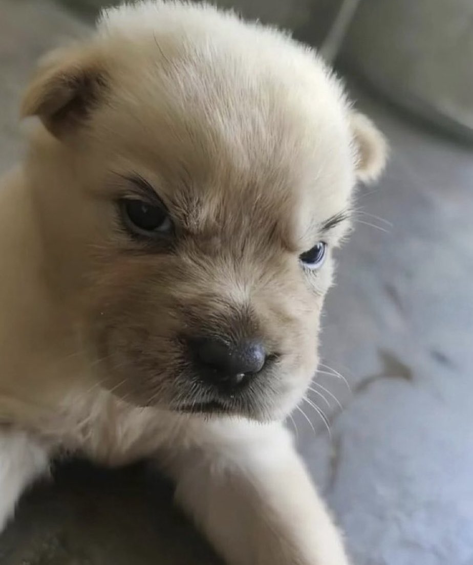 징징이 tweet media