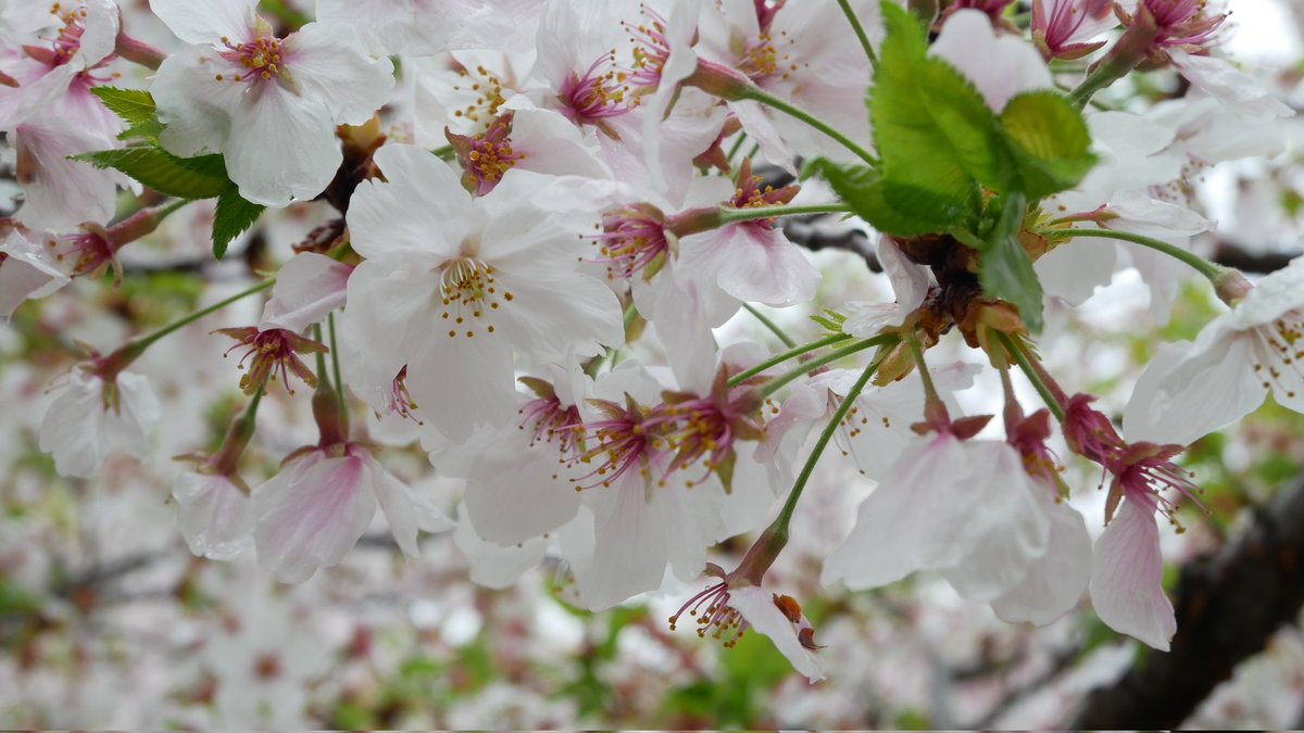 たぐちひろき tweet media