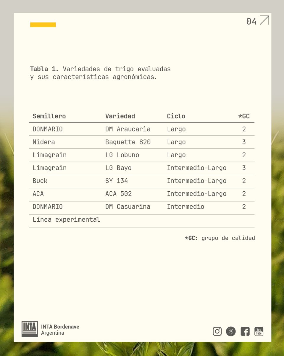 INTABordenave's tweet image. 1/ 📣 #Resultados 🔀 Campaña de #Trigo y #CebadaCervecera 2025/26
👉 Ensayo comparativo de variedades de trigo y de cebada cervecera en San José, partido de #Tornquist (sigue)