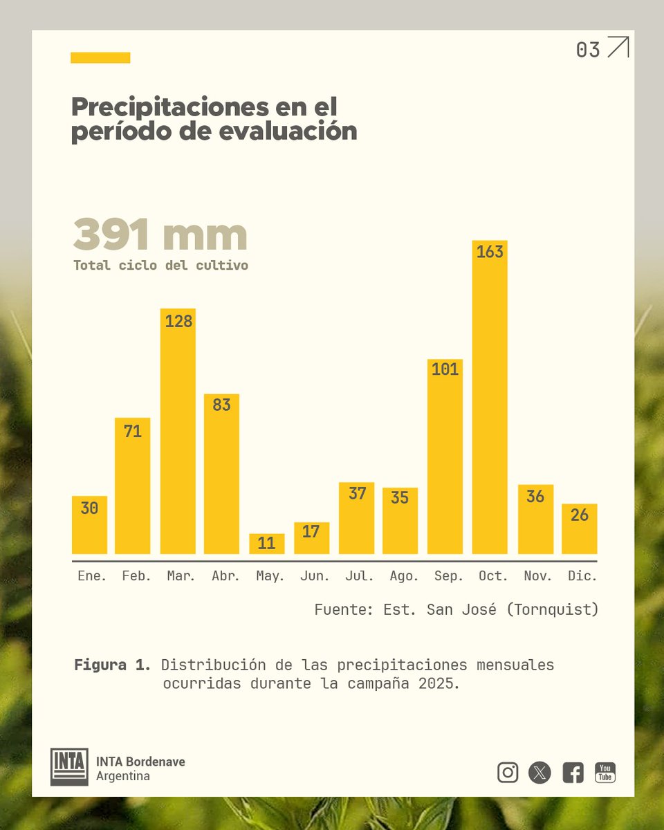 INTABordenave's tweet image. 1/ 📣 #Resultados 🔀 Campaña de #Trigo y #CebadaCervecera 2025/26
👉 Ensayo comparativo de variedades de trigo y de cebada cervecera en San José, partido de #Tornquist (sigue)