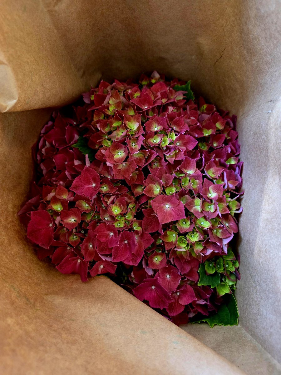 GreenbrookFlow1's tweet image. Beautiful Hydrangeas arriving weakly!!
Order yours today.

-Since 1917-
601-957-1951
greenbrookflowers.com

#greenbrookflowers #flowershop #shoplocal #flowers #since1917 #momandpop #arrangements #wewantyourbusiness #familybusiness #yourgoodneighbordayflorist #cashandcarry