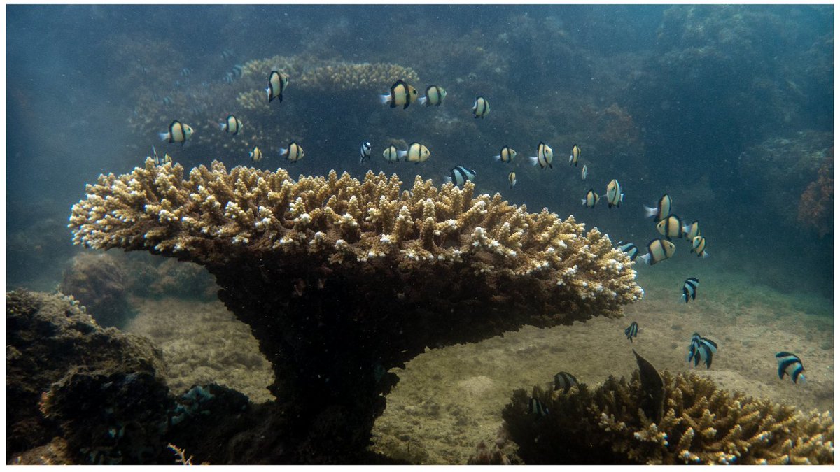 EMdunga's tweet photo. Into the blue, from afar!! 🙂

Sometimes the magic isn’t in getting closer to the subject - it’s in stepping back. Watching the reef breathe as one, where every fish, every movement, every shadow plays its part in a living, shifting story. 🪸🐟 https://t.co/XAzANsMJRP