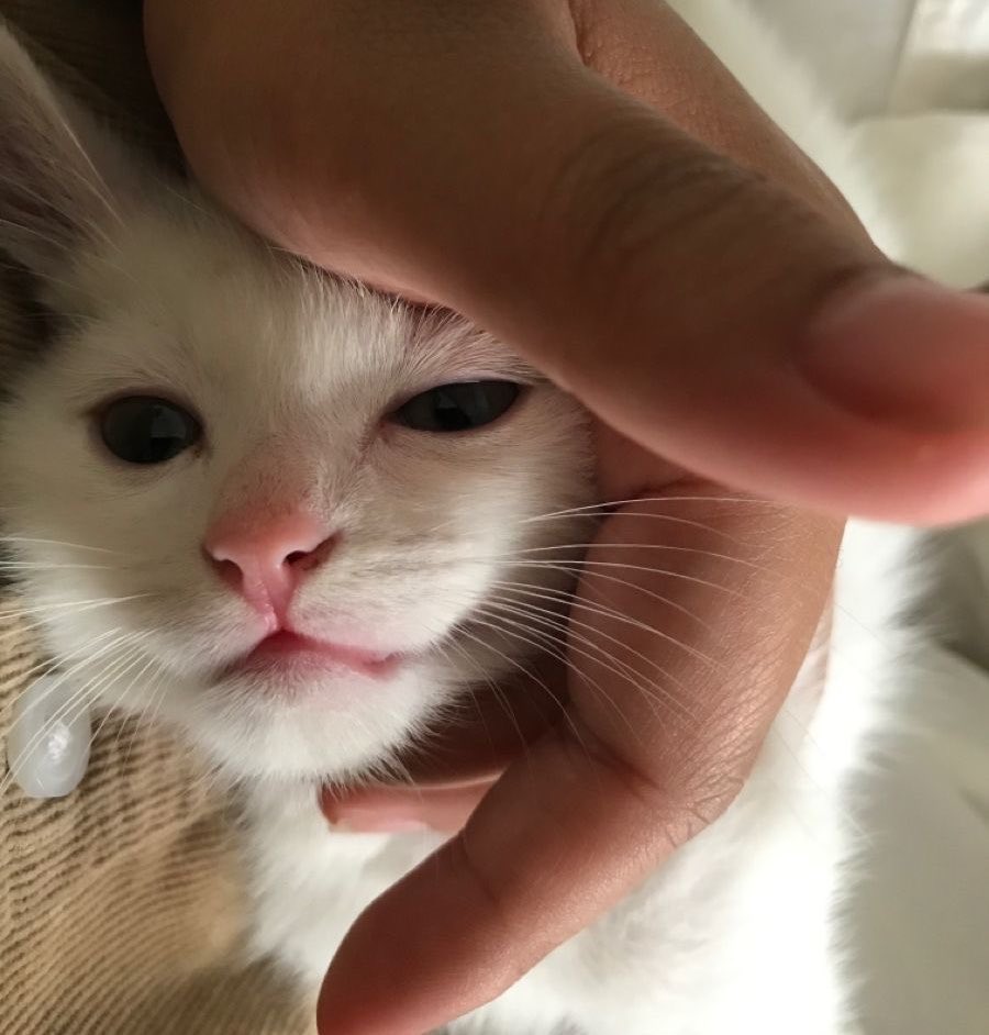 professional cat-ifyer of the HR cast tweet media