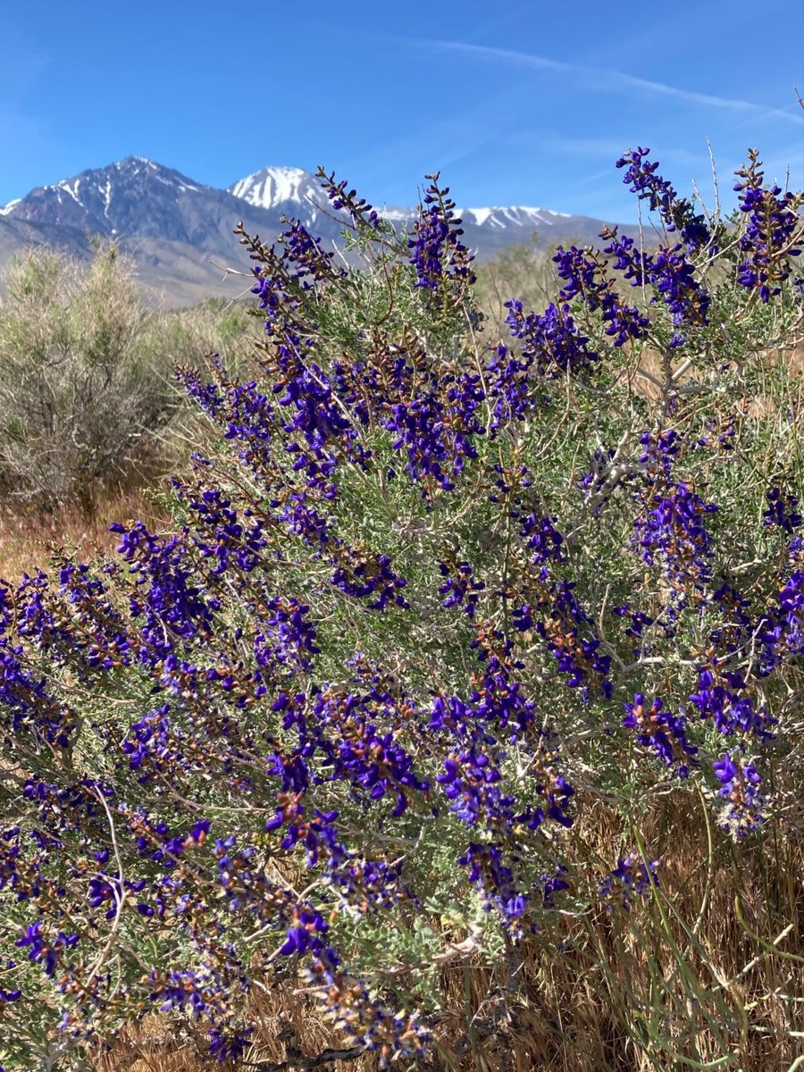 wildcreativity's tweet image. Sagebrush desert
speckled with spring color
flowers blooming.

#haiku #naturephotography