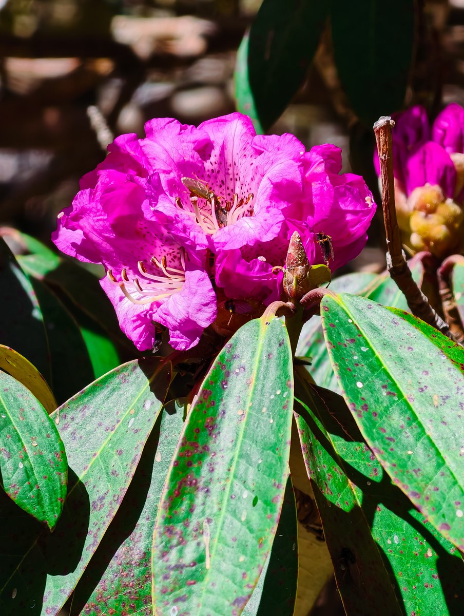 ib_ifs's tweet photo. Pink rhododendron in the Himalayan sun.
Himachal, in its colours. 🌸
#HimachalDay #GulabiBuransh #Rhododendron #StateFlower https://t.co/M8C0VsQeDd