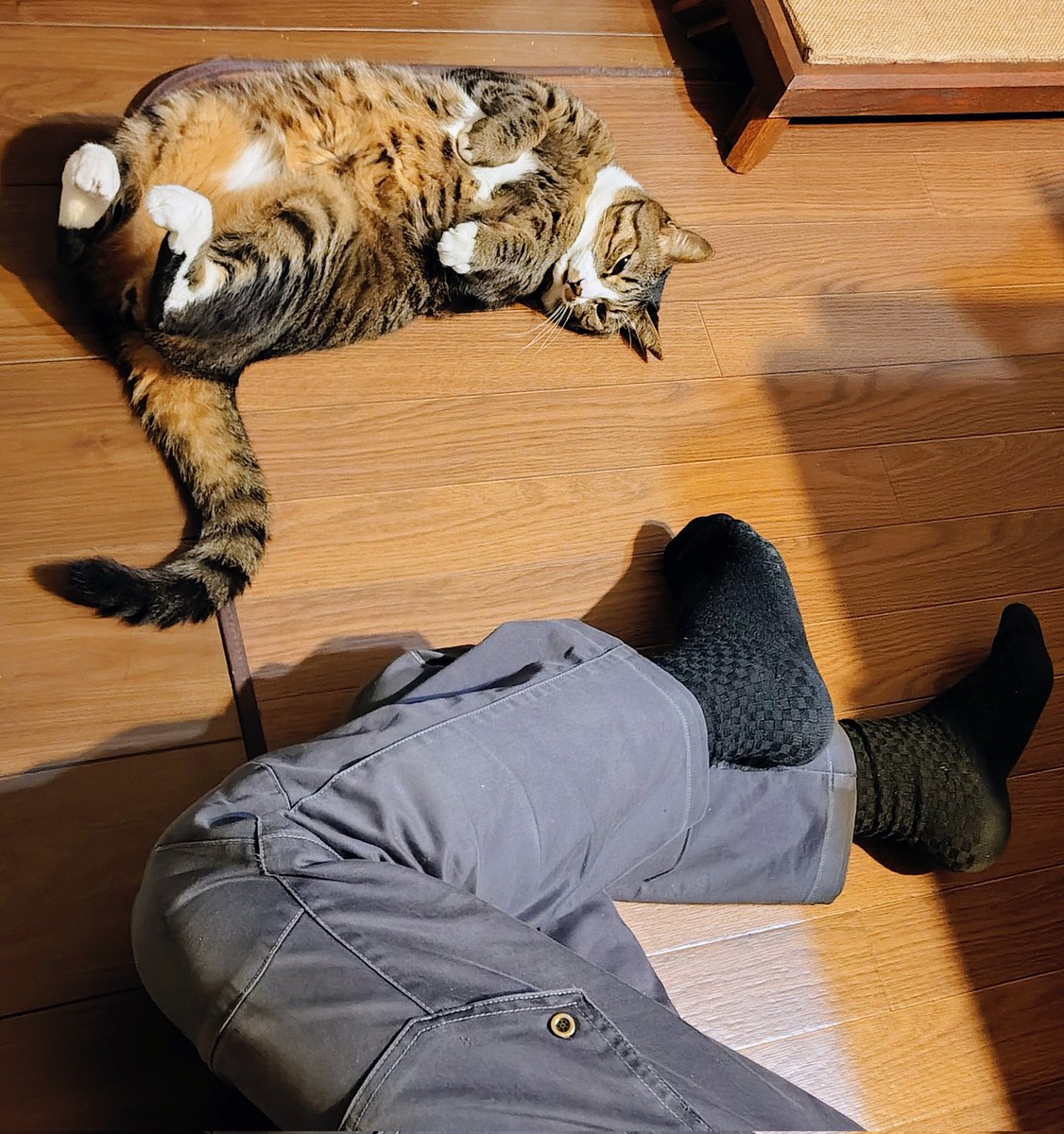 (*｣´□`)｣オーイ‼️夜だぞ
みんな起きろーーっ風呂入れー
(おまえもなー)