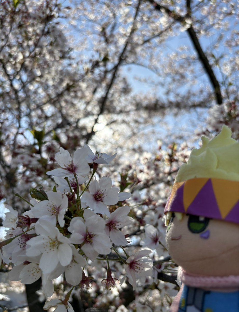 ざー。 tweet media