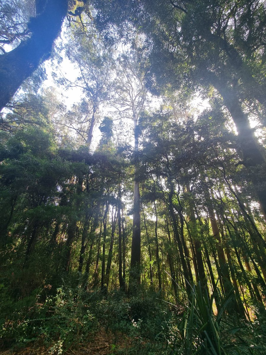 Supay de la perla 👹 tweet media