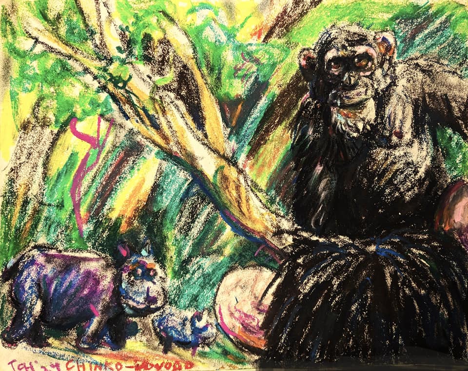 This kind of encounter must happen occasionally at #ChinkoVovodo, probably around twilight. #chimpanzee #hippopotamus