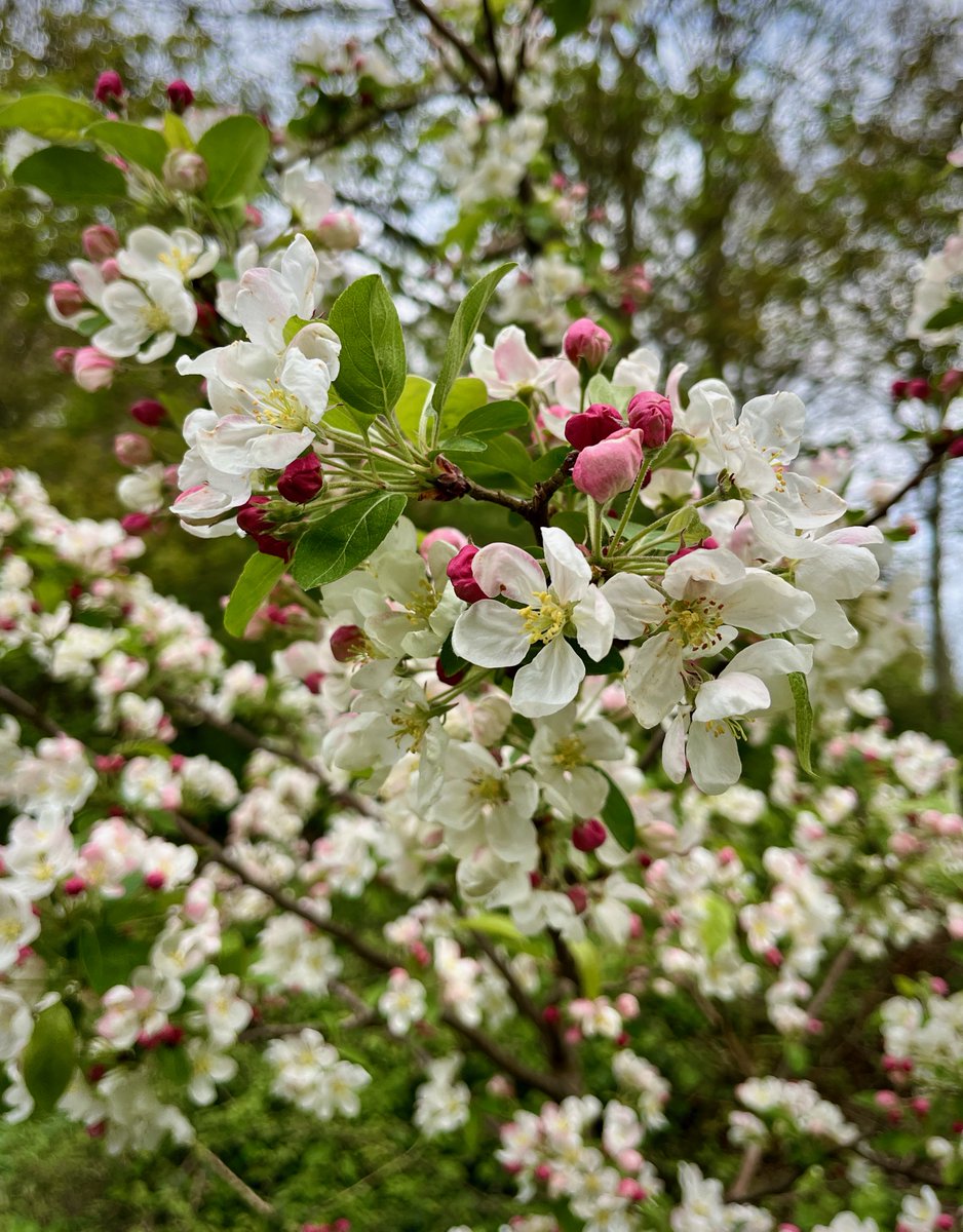 One of my better decisions in life was planting these Malus "John Downie" crab apple trees — easy to grow, helpful to pollinators, and so beautiful in the springtime and autumn in particular.
