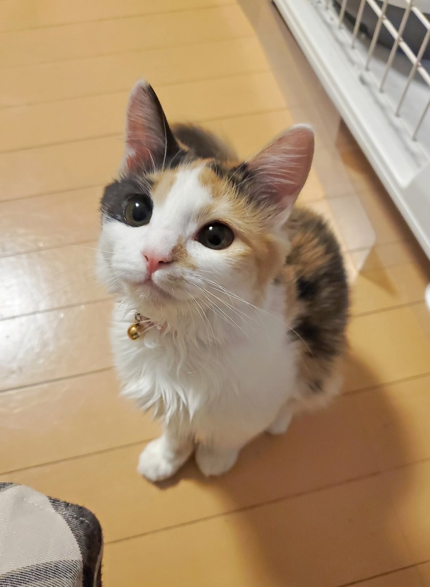 あらゆる国のかわいいねこちゃんたちが世界でシェアされるようになっても日本の猫は顔を見ればわかるらしいです。

そうかな　どうかな