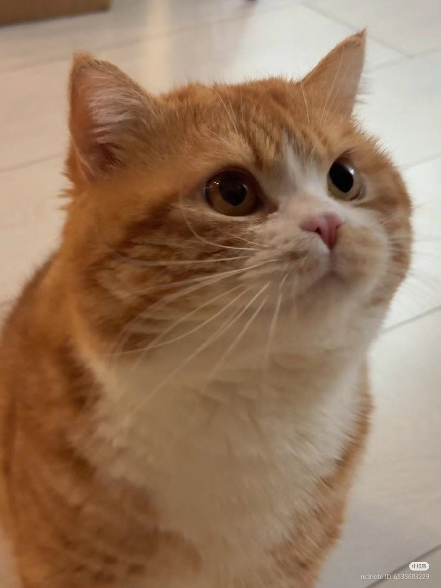 cutest cats tweet media