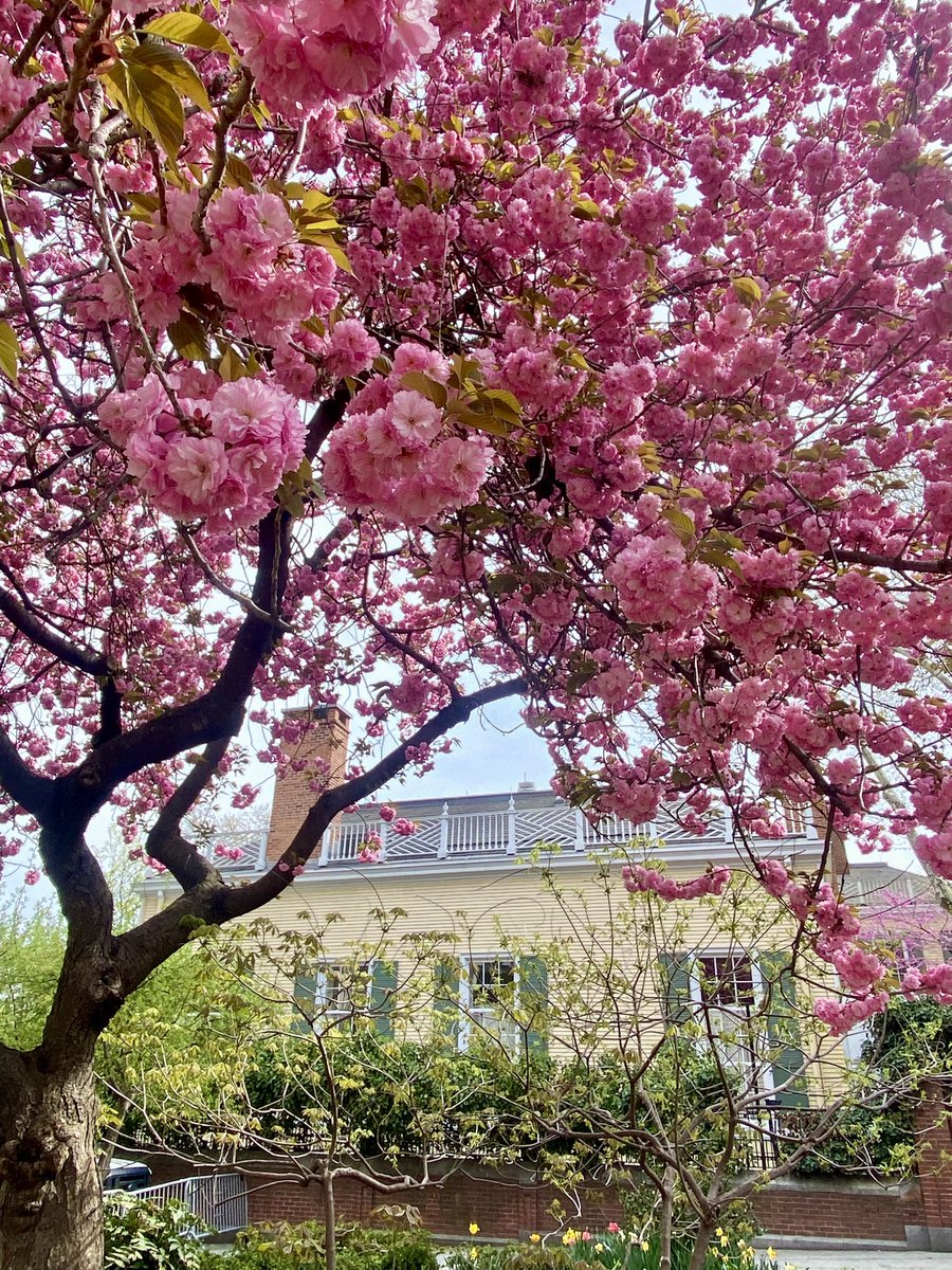 gigpalileo's tweet image. Kwanzan Cherry Blossoms💮🌸💮🌸💮
Gracie Mansion in Carl Schurz  Park
#spring
#springtime