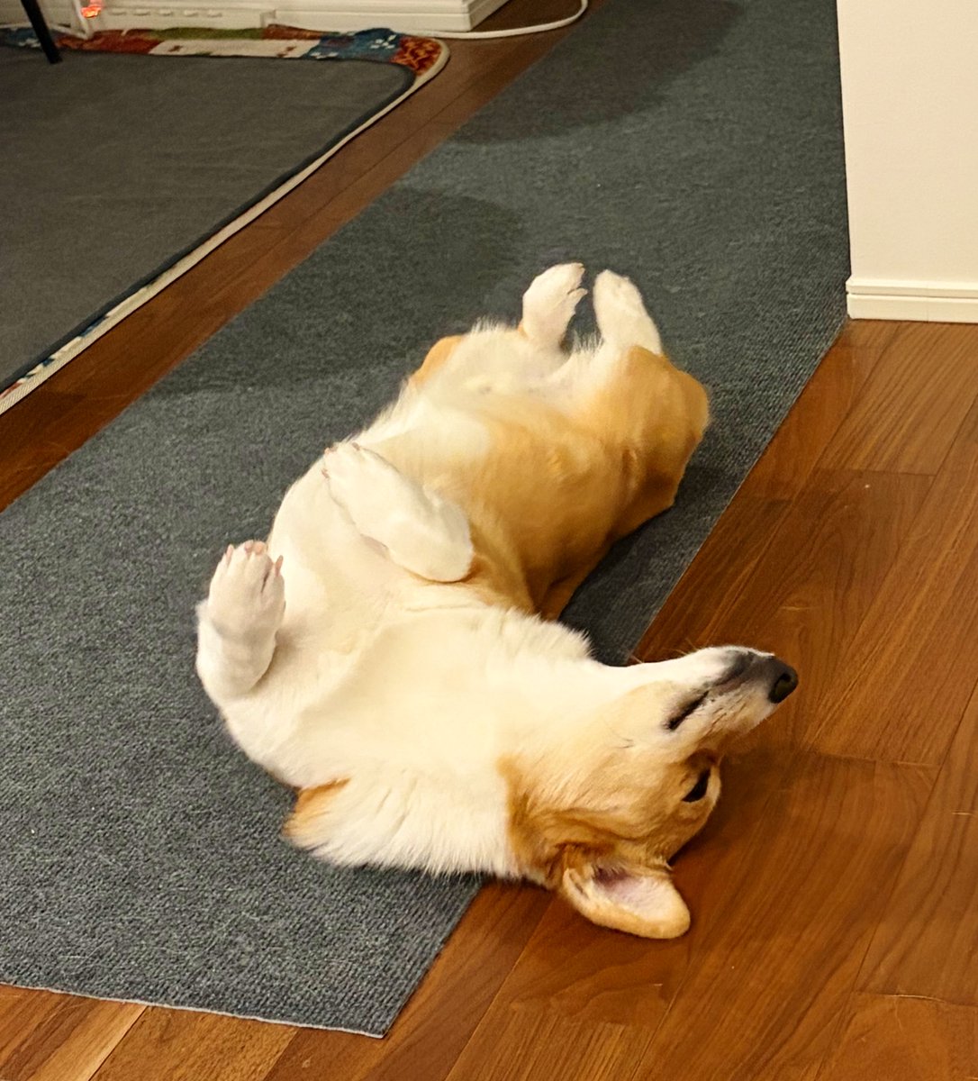 🐾コーギーのサンテ君🐾 tweet media