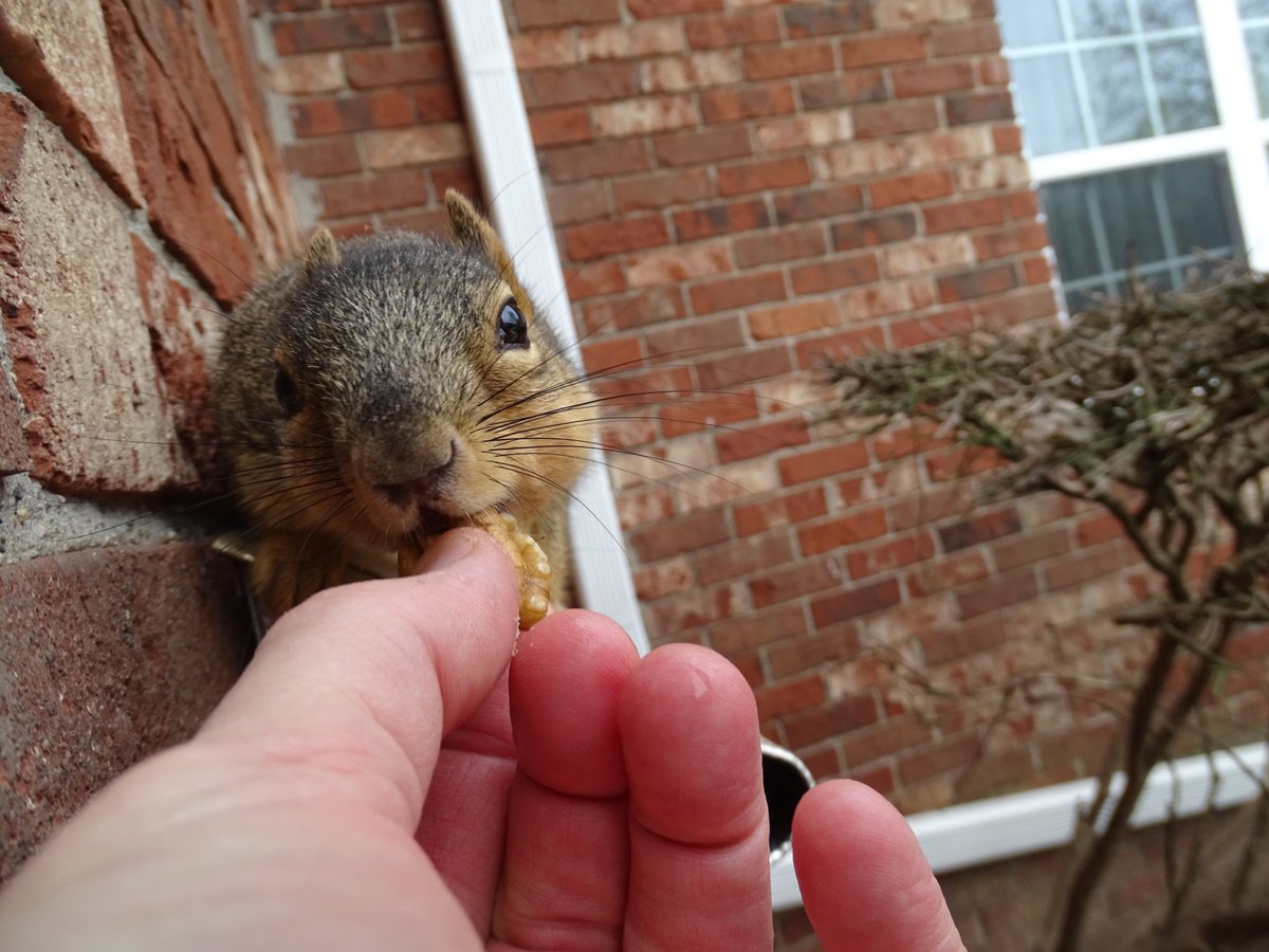 VeganSquirrelMan tweet media