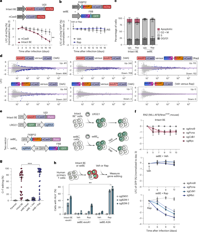 NatureBiotech's tweet photo. Inducible, split base editors for in vivo cancer functional genomics https://t.co/KHr0O6NuT2 https://t.co/QveHq5yg7d