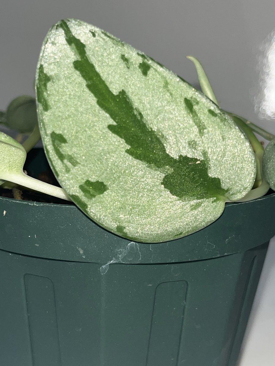 ni727171's tweet photo. Scindapsus Sparkling
ギラギラのスパークリングがすごく好き
去年の夏頃のお写真
今は少し傷んでしまってるけど、新芽が上がってきているので仕立て直す予定🌱

#スキンダプサス
#観葉植物 https://t.co/bc7Cfy9bx3