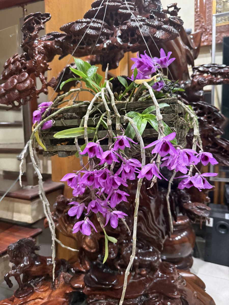 Nhạn Đào | Aurora tweet media