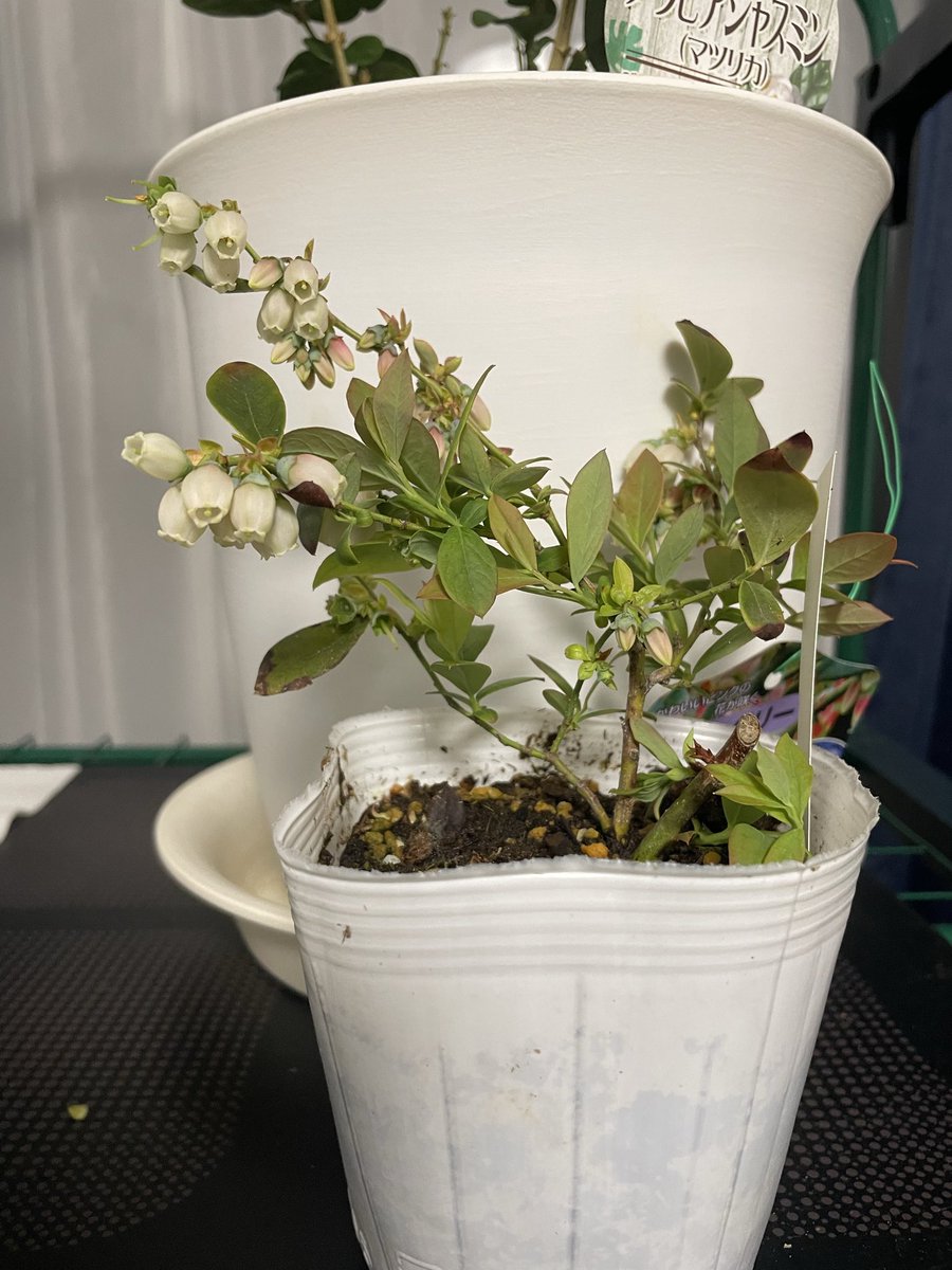 大舞 佐姫 tweet media