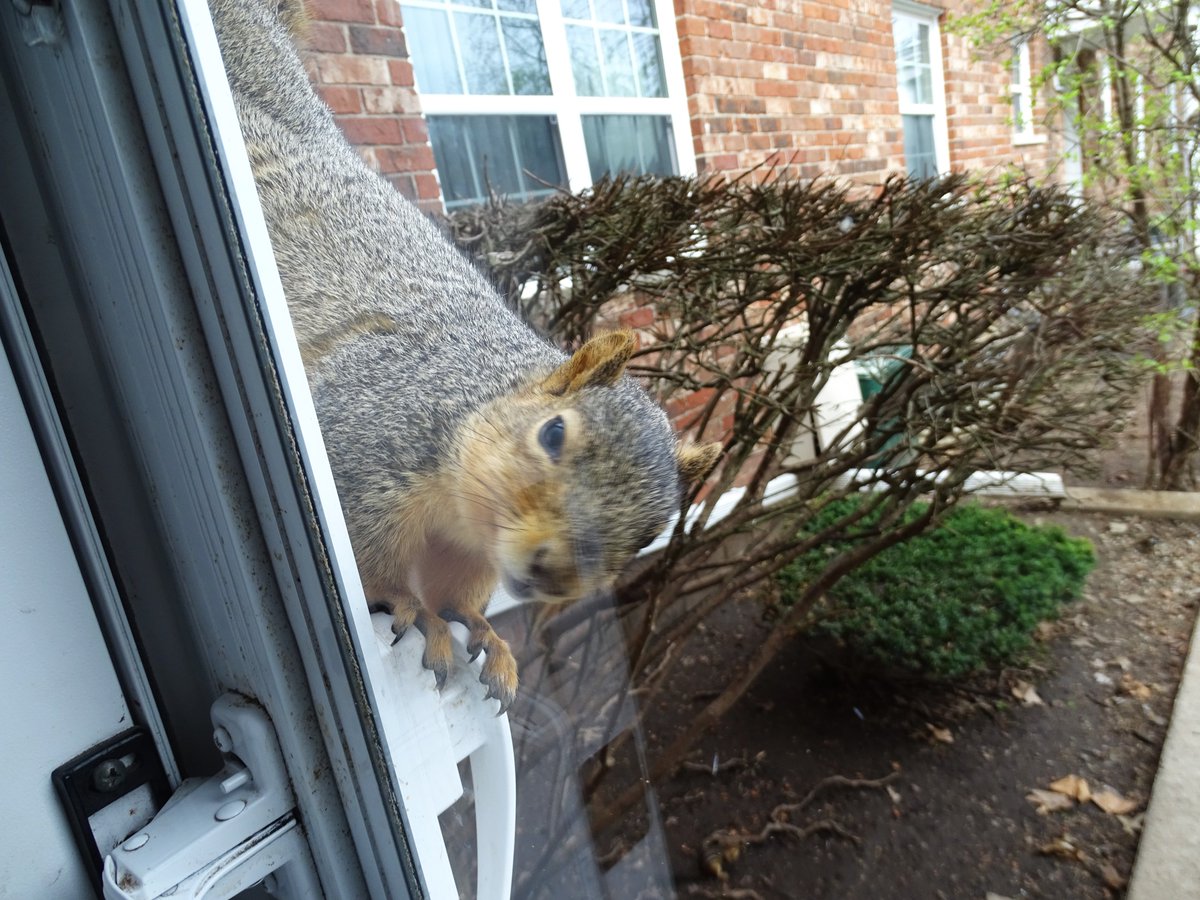 VeganSquirrelMan tweet media