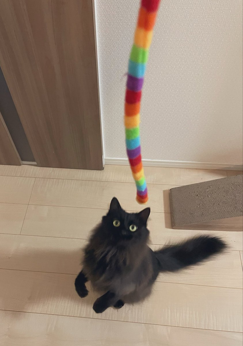 ☀️我が家の小さな古龍たち🌙 tweet media