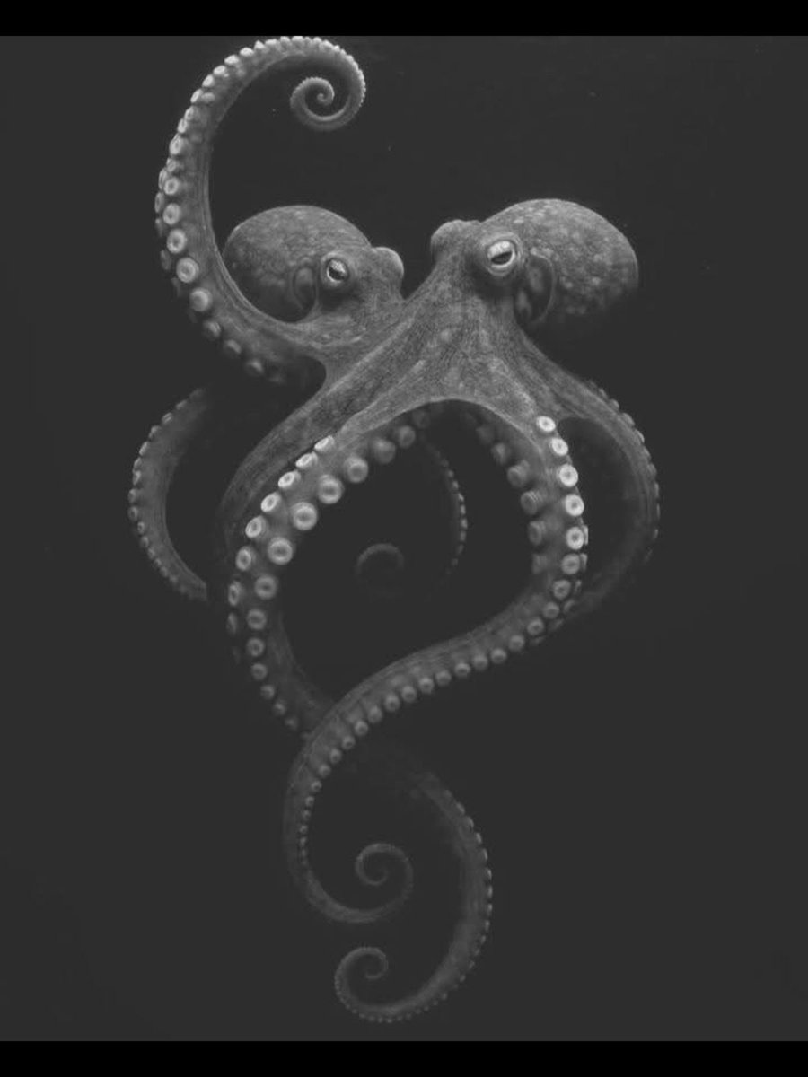 أرجوان tweet media