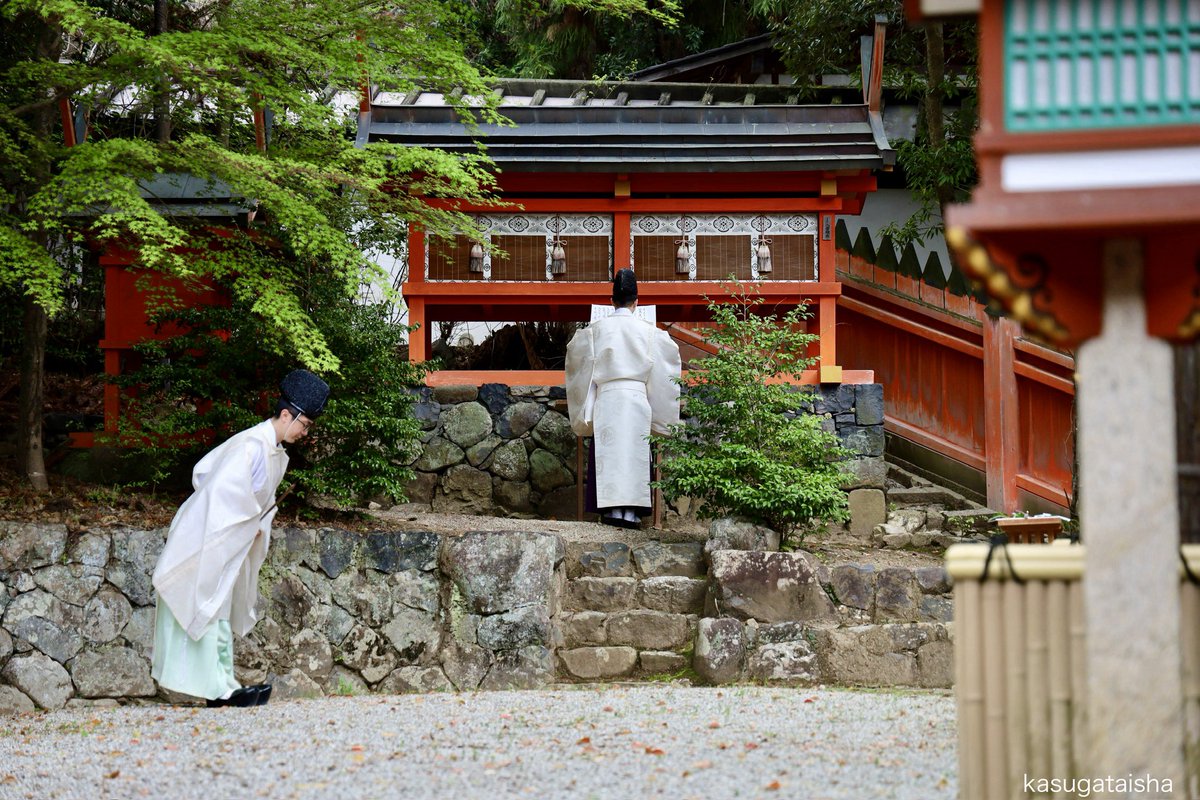 春日大社 kasugataisha shrine tweet media