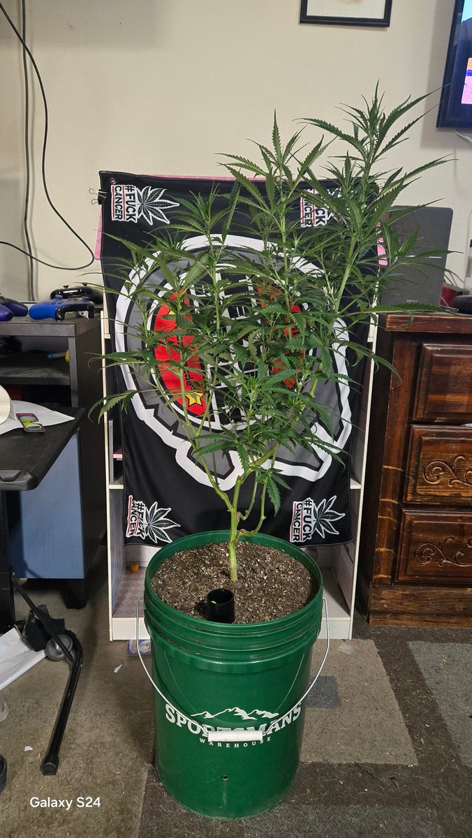 duckdodgers68's tweet image. Blackpowdered from Genetics Matter and a Growmie that use to be here he sent me the clones