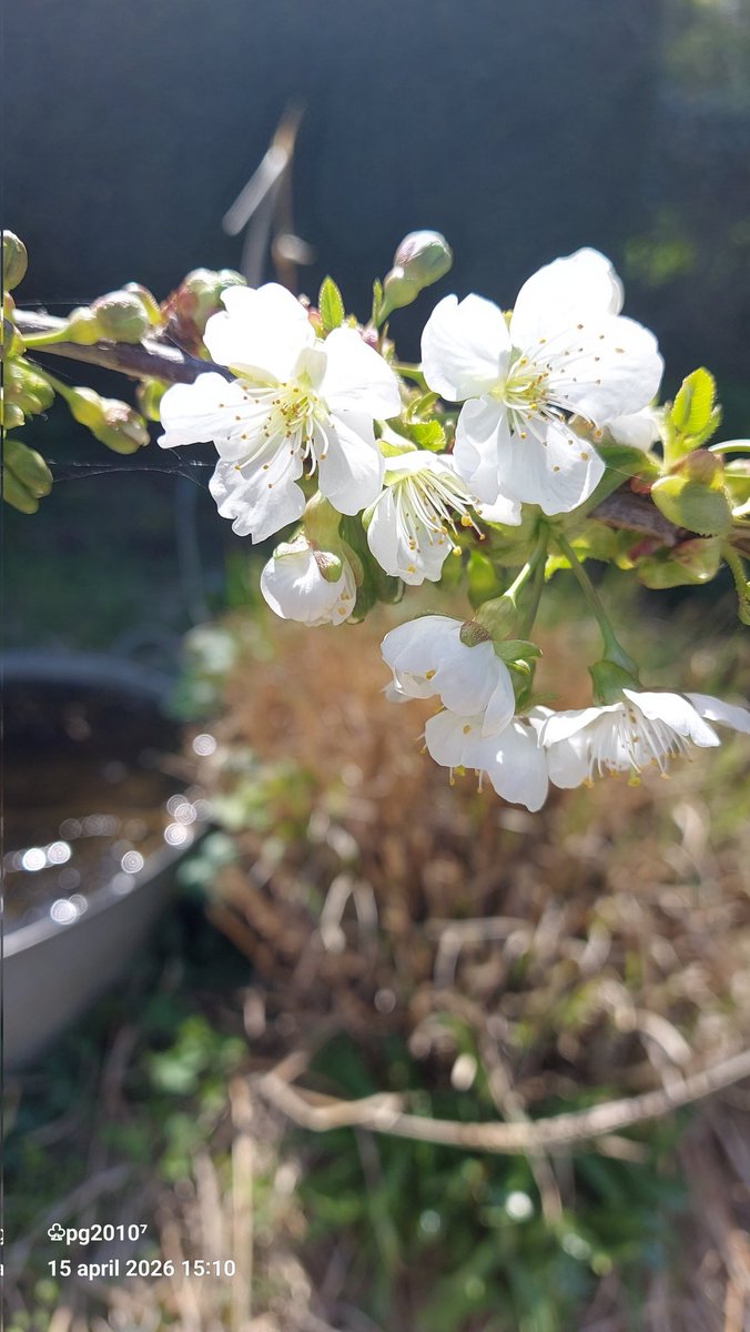 pieterman2010's tweet photo. Today, a photo of the cherry blossom.
#blossoms #bloesem #kersen #cherry https://t.co/aUrWsSvGRB