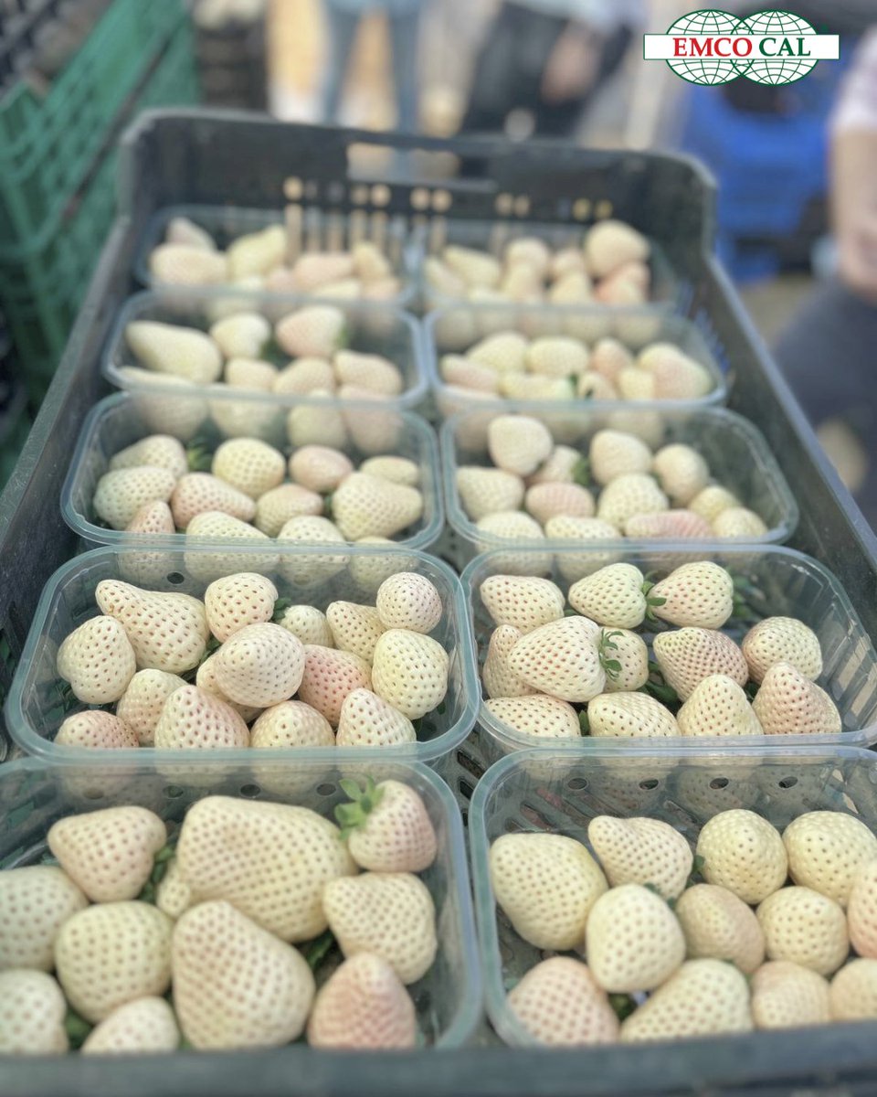 EMCO CAL tweet media