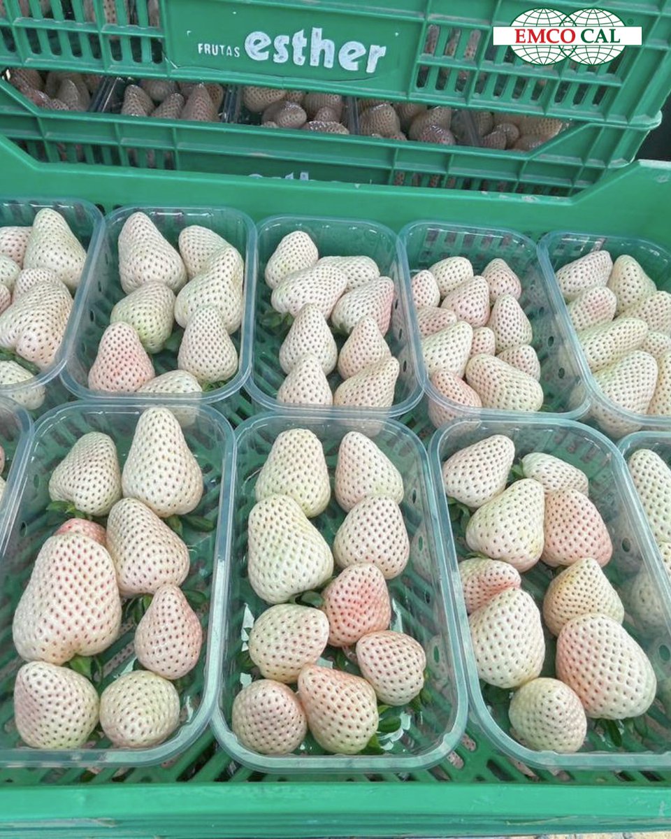 EMCO CAL tweet media